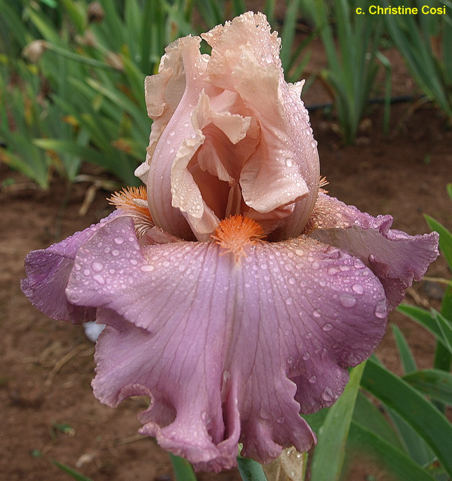 Iris Abiding Love