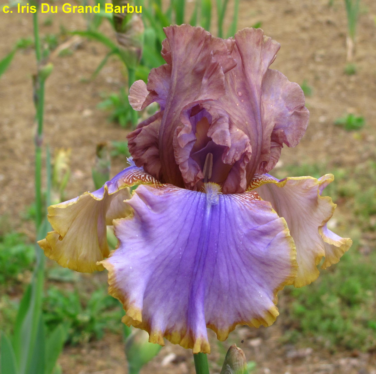 Iris Bratislavan