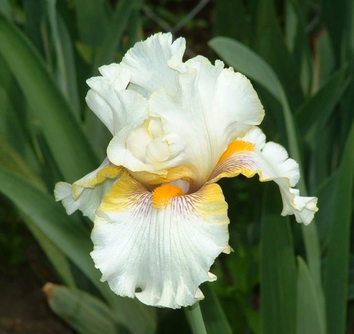 Iris Goldkist