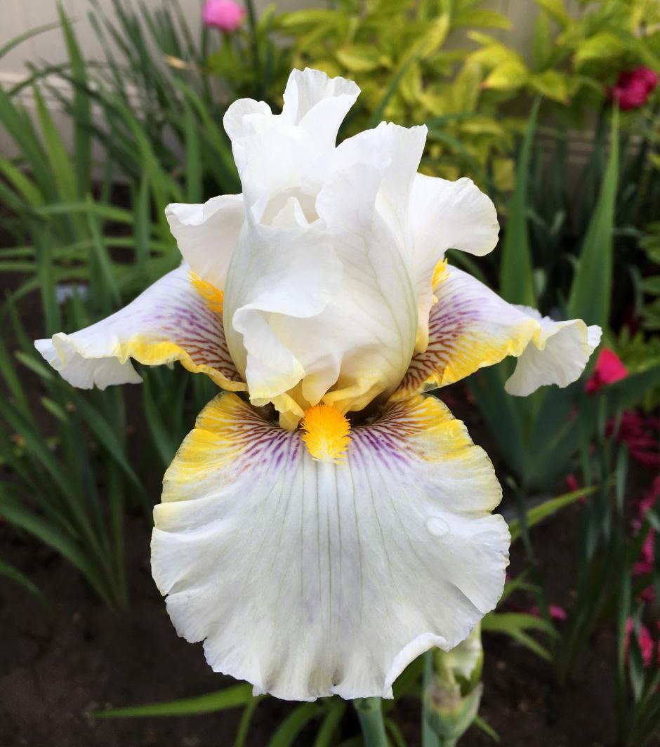 Iris Goldkist - 1 | YEO