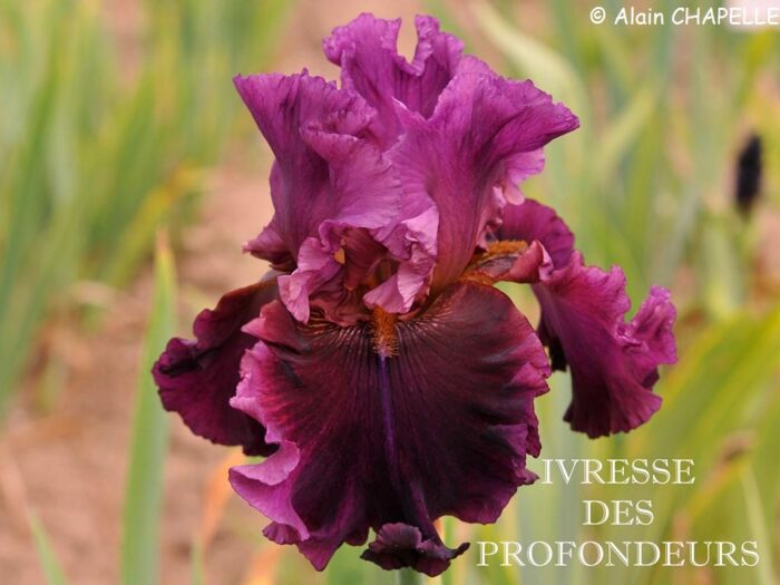 Iris Ivresse des Profondeurs