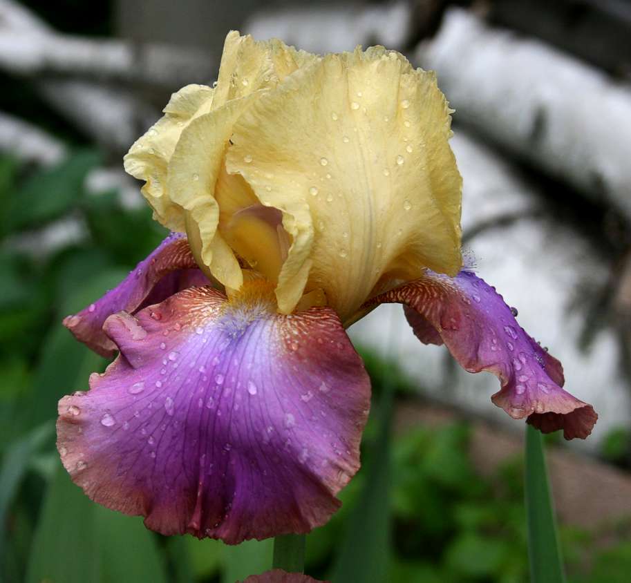 Iris Meadows Song