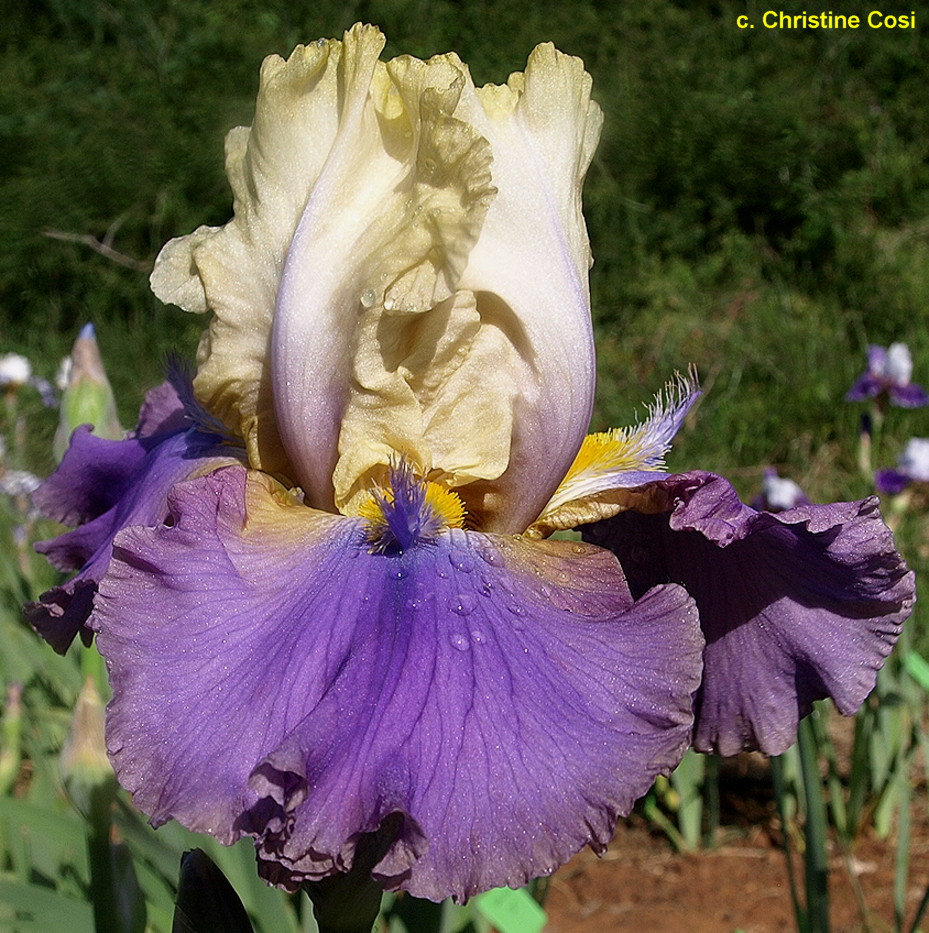 Iris Mist Arising