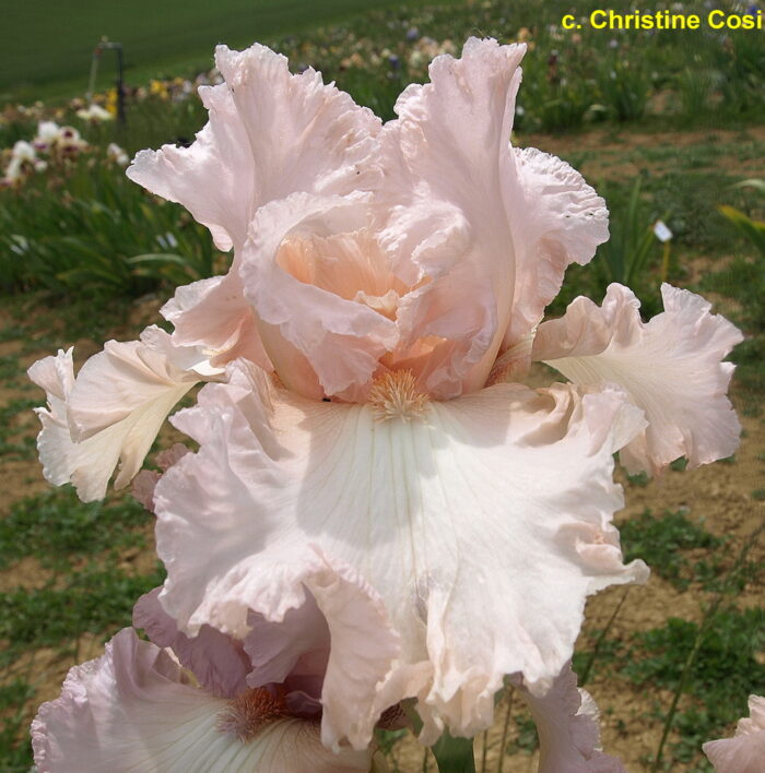 Iris Pink Invasion