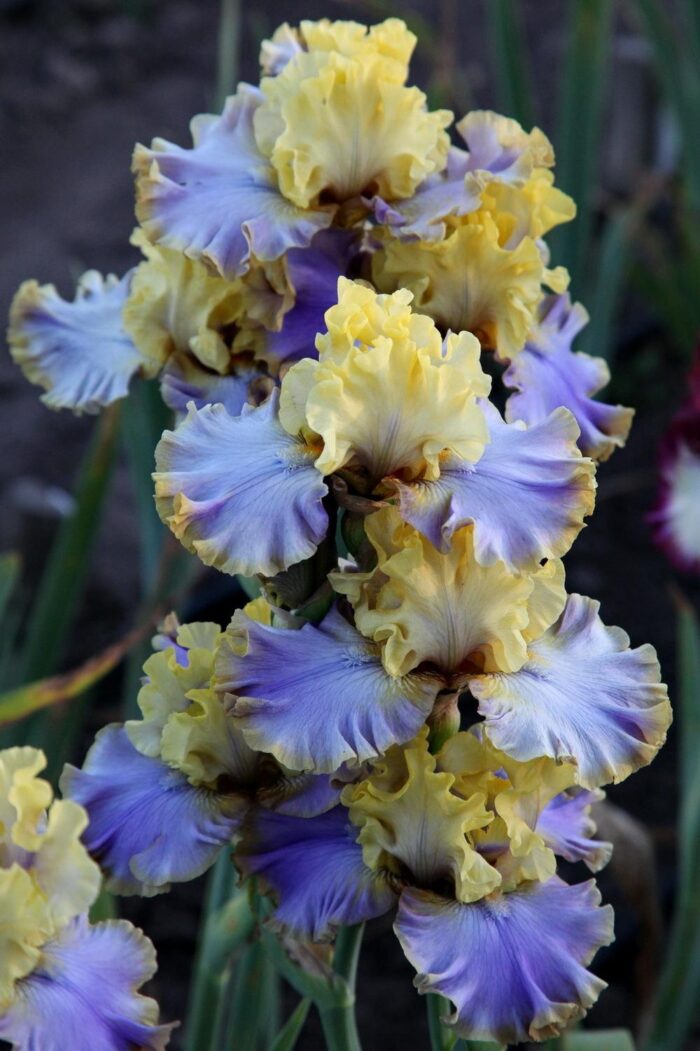 Iris Repertoire