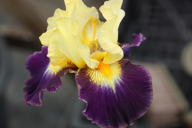 Iris Tel Arlequin