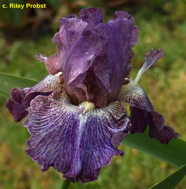 Iris Uplifting