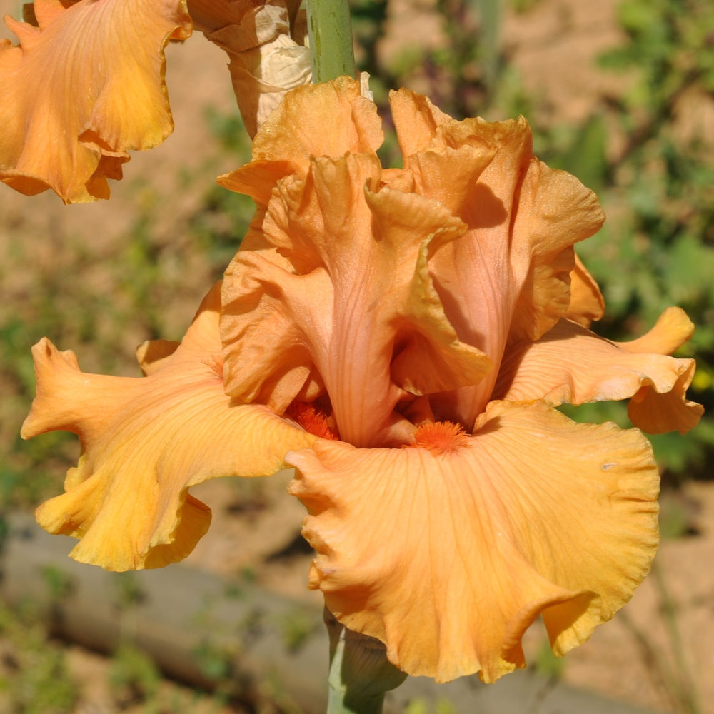 Iris Come to Order