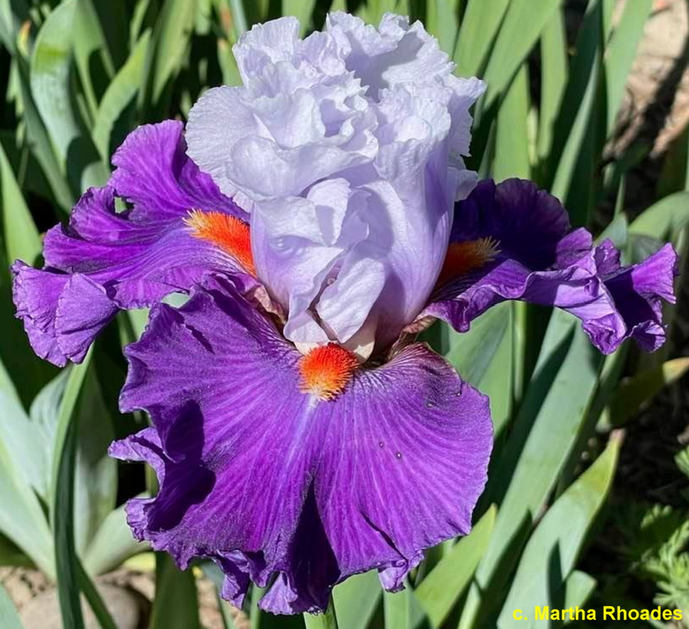 Iris Afterlife