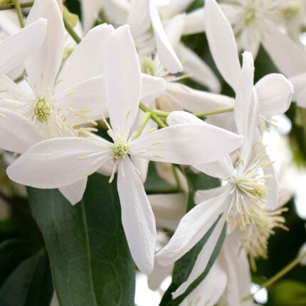 Clematis Armandii (Evergreen)