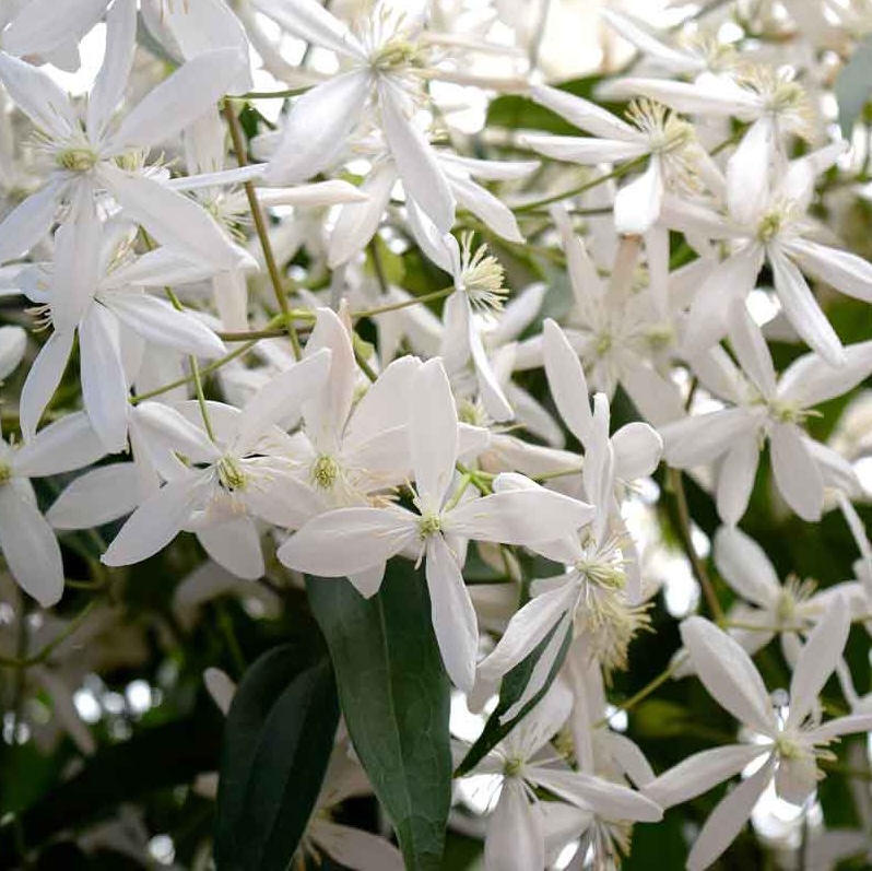 Clematis Armandii (Evergreen) - 2 | YEO
