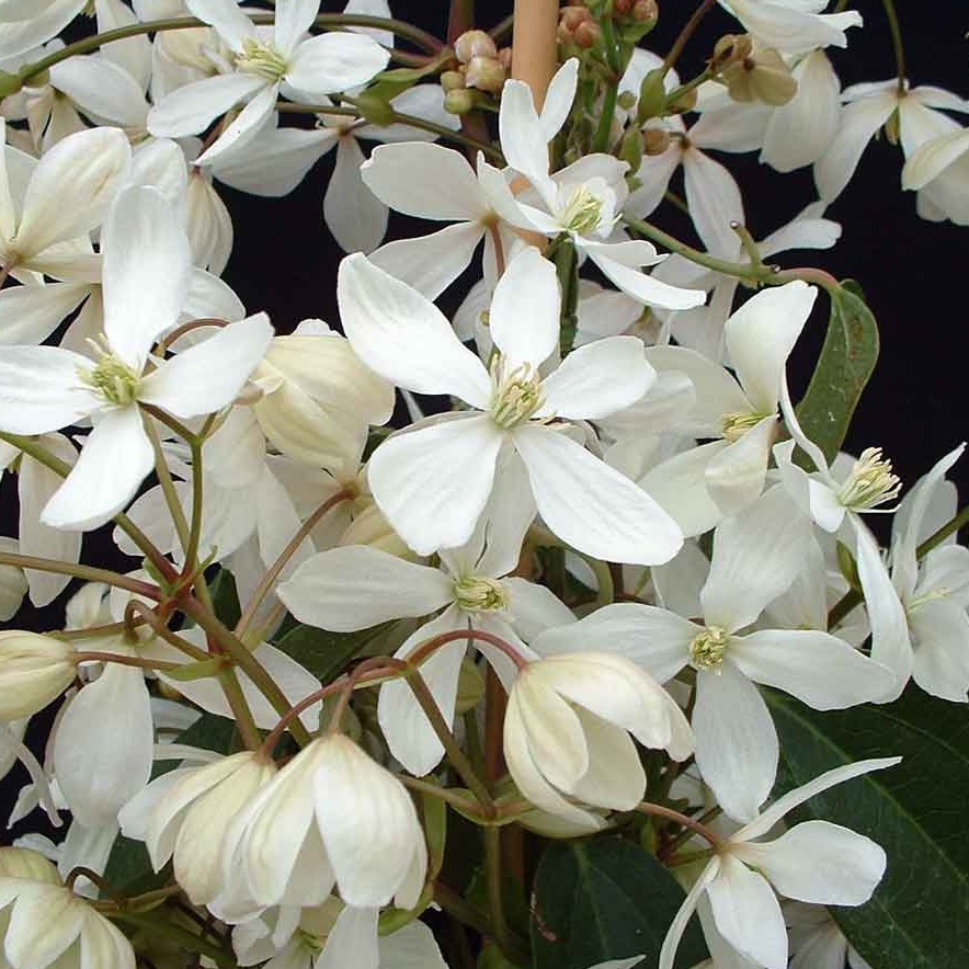 Clematis Armandii (Evergreen) - 1 | YEO