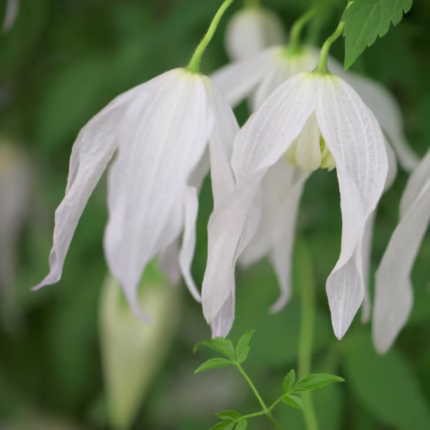 Clematis Broughton Bride