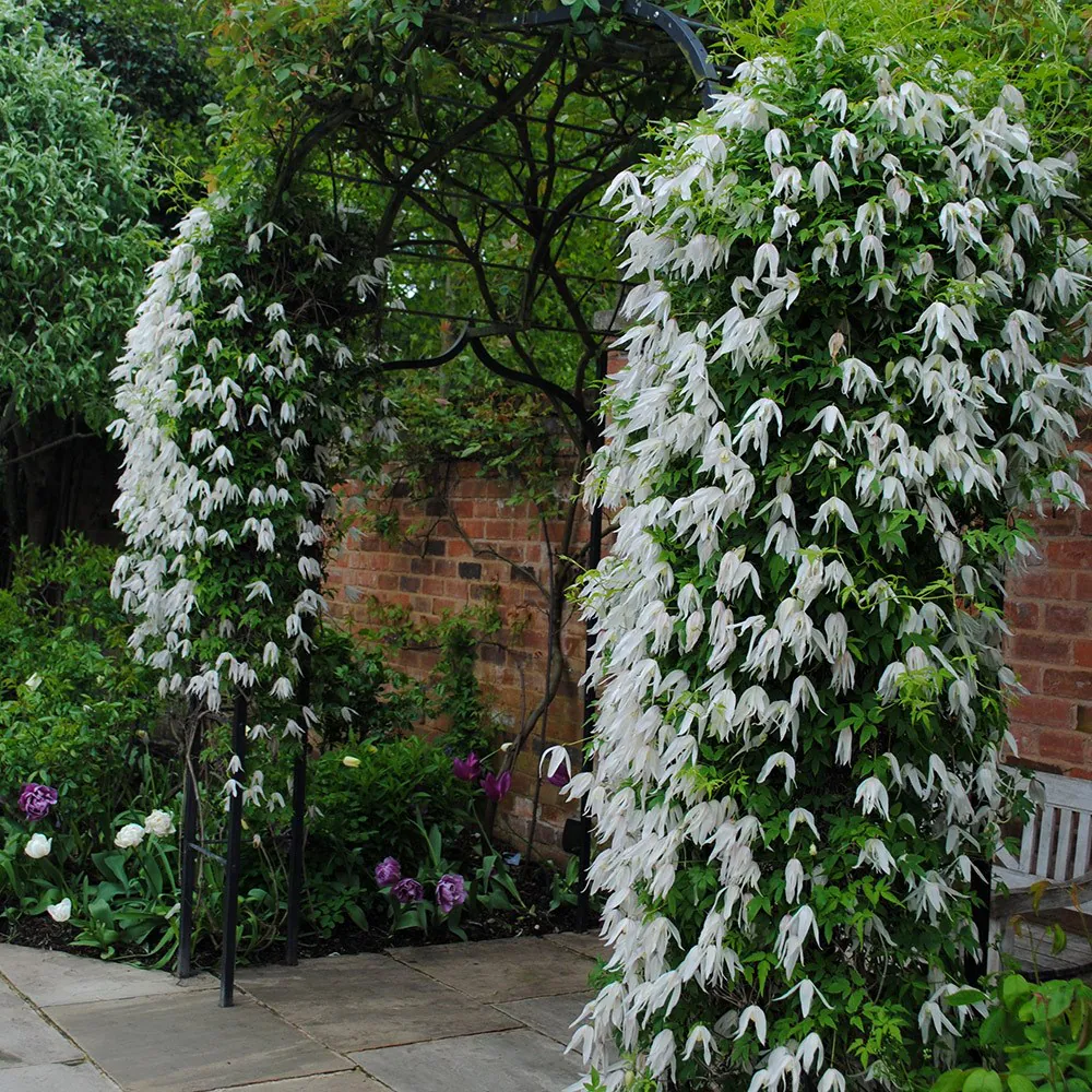 Clematis Broughton Bride - 1 | YEO