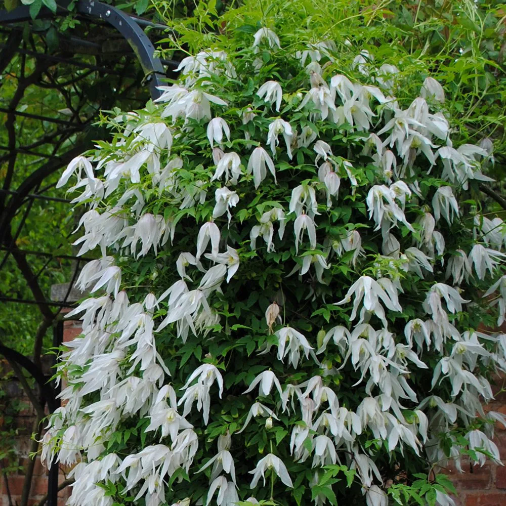 Clematis Broughton Bride - 2 | YEO