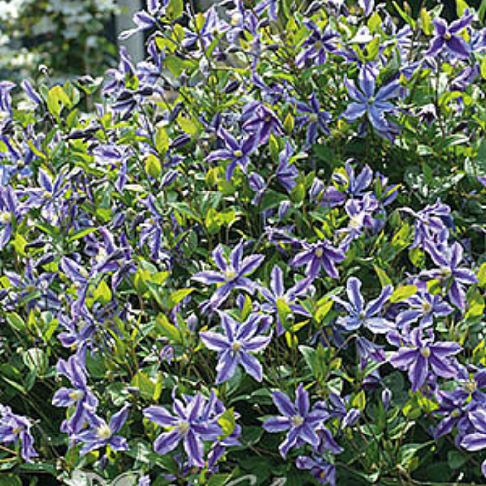 Clematis Mystic River