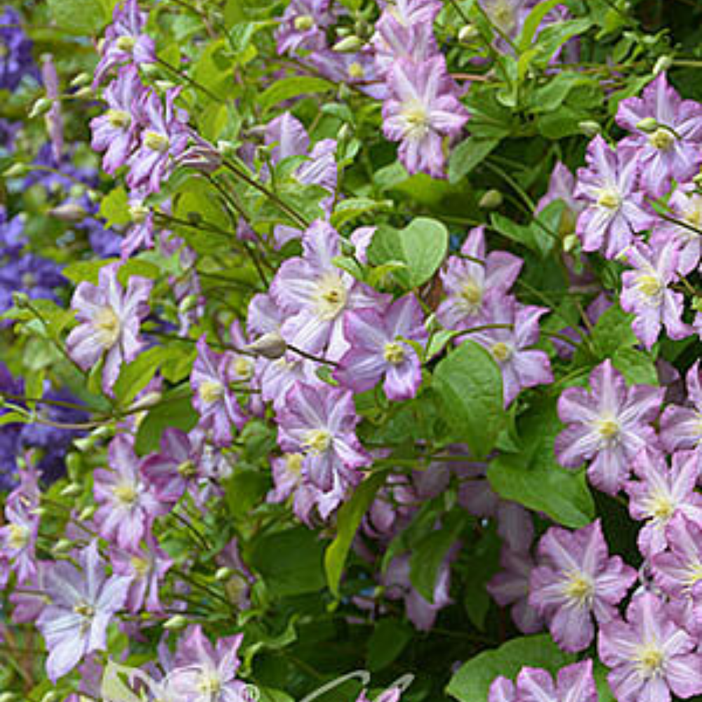 Clematis Polka