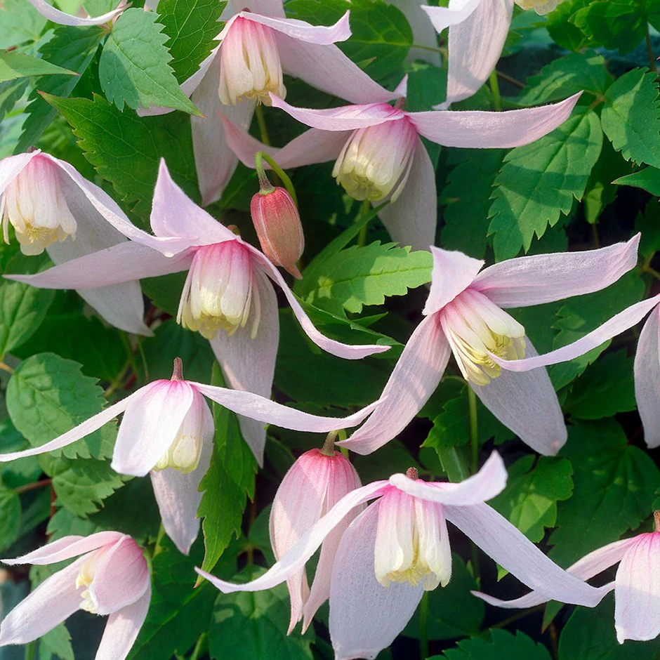 Clematis Willy