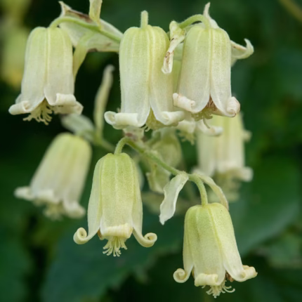 Clematis rehderiana