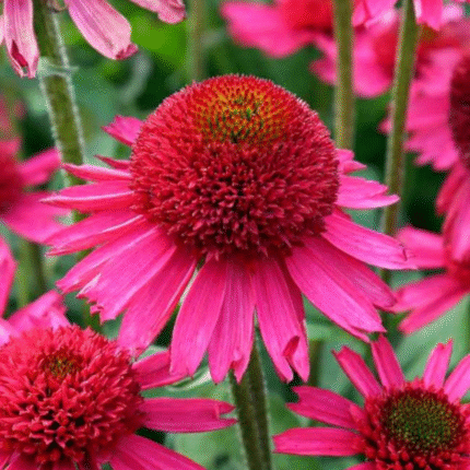 Echinacea Delicious Candy