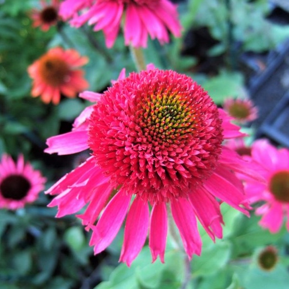 Echinacea Delicious Candy