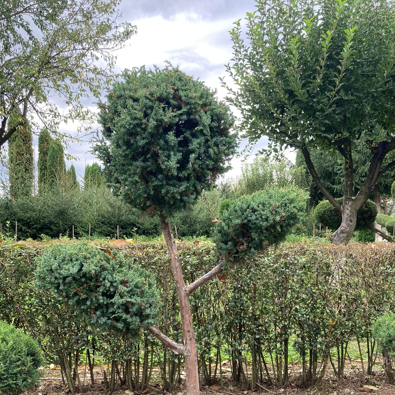 Bonsai B1