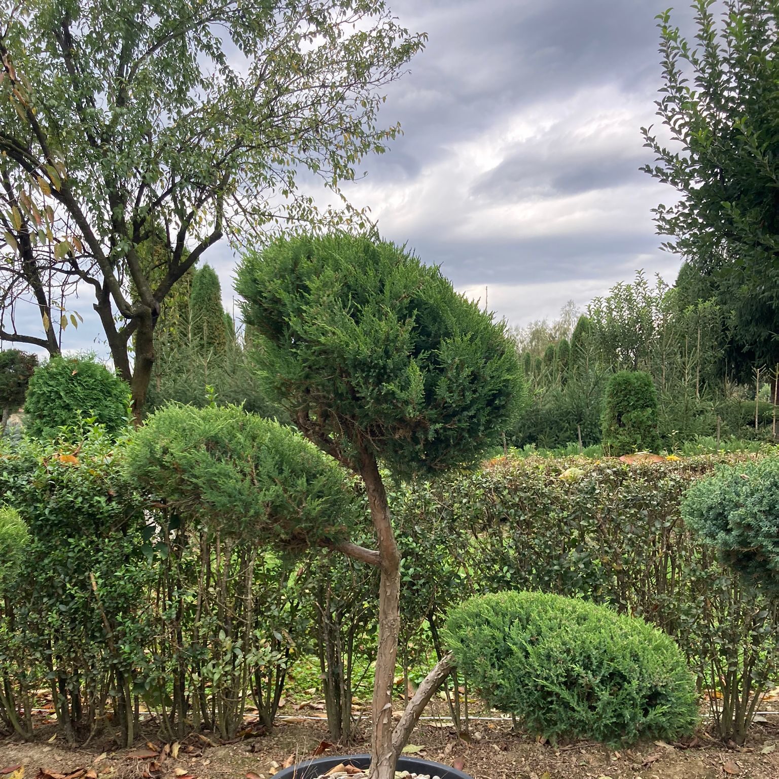 Bonsai B2