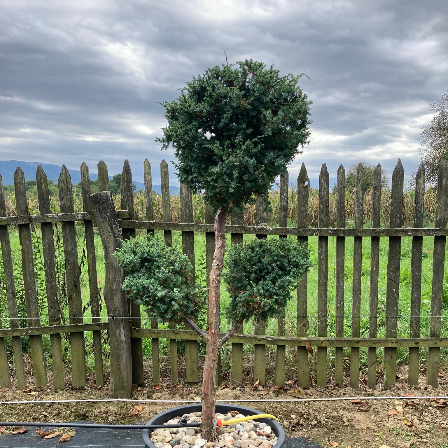 Bonsai D1