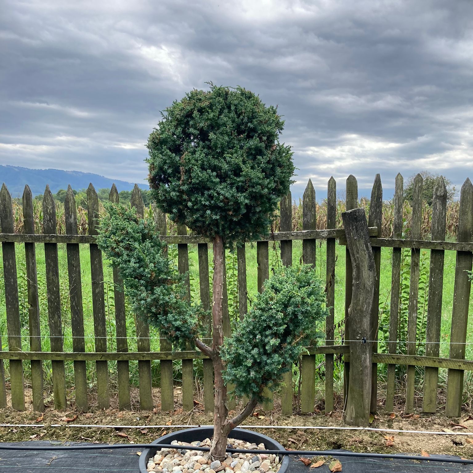 Bonsai D2