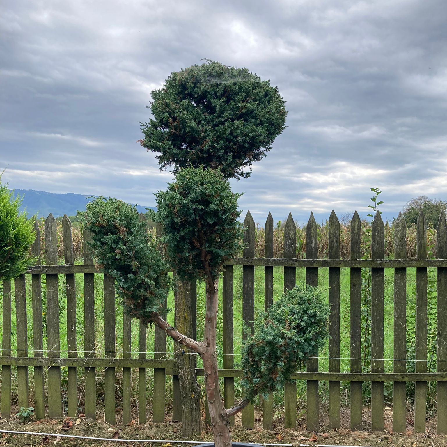 Bonsai D3