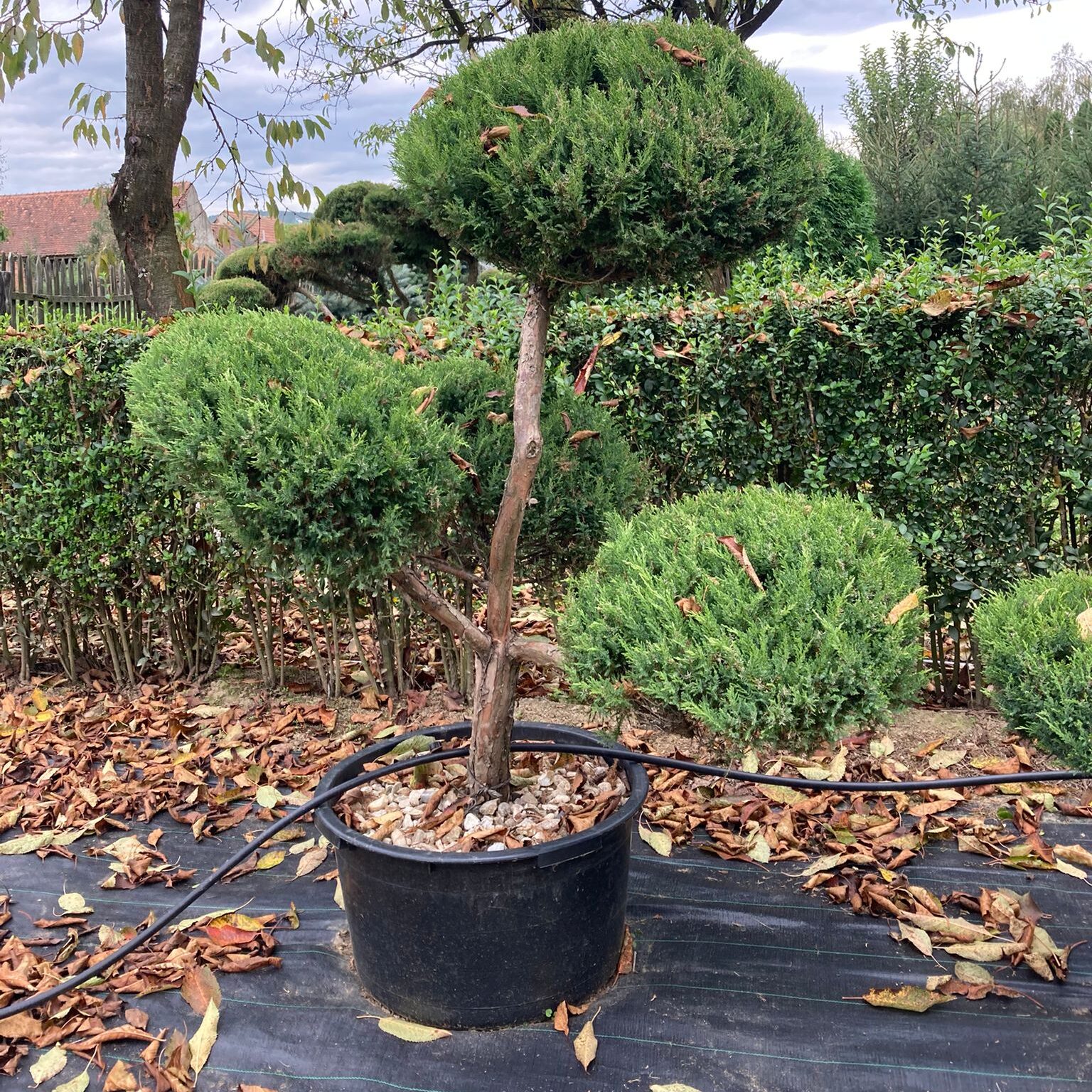 Bonsai H1