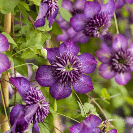 Clematis WELCOME HOME 'Zo24025'